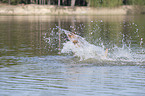 splashing Malinois