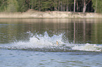 splashing Malinois