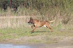 running Malinois