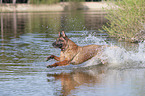 running Malinois