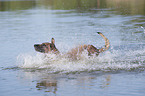 splashing Malinois