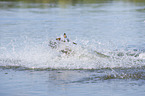 splashing Malinois