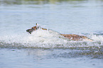 splashing Malinois
