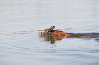 swimming Malinois