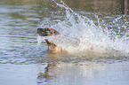 splashing Malinois