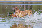jumping Malinois