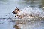 running Malinois