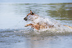 running Malinois