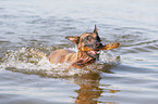 swimming Malinois