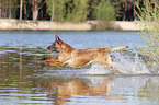 jumping Malinois
