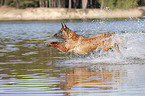 jumping Malinois