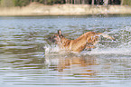 running Malinois