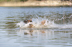 splashing Malinois
