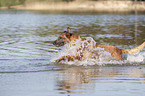 running Malinois