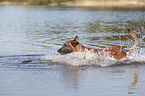 running Malinois