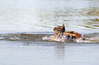 swimming Malinois