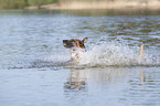 splashing Malinois