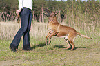 jumping Malinois