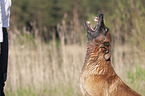 Malinois Portrait