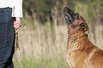 Malinois Portrait