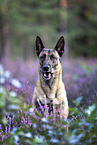 Malinois portrait