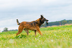 plaing Malinois