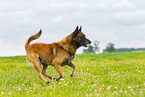 running Malinois