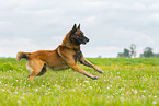 running Malinois