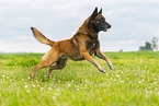 running Malinois