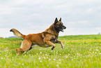 running Malinois
