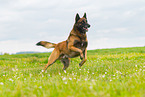 running Malinois
