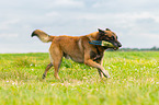 playing Malinois