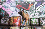 Malinois in front of graffiti