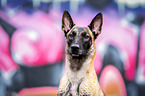 Malinois in front of graffiti