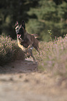 running Malinois
