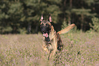 running Malinois