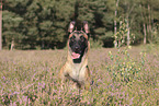 Malinois Portrait