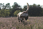 jumping Malinois