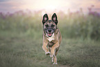 female Malinois