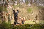 Malinois