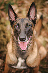 Malinois