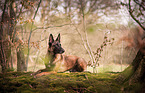 Malinois