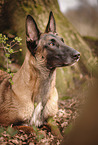 Malinois