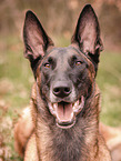 Malinois