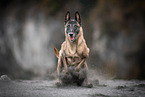 female Malinois