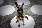 adult Malinois