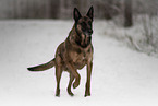 adult Malinois