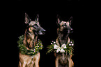 2 Malinois