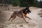 adult Malinois