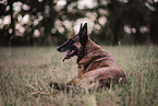 adult Malinois